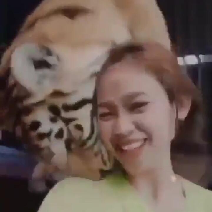 Ngeri, Viral Seorang Wanita Muda Bercumbu Mesra di Tik Tok dengan Seekor Harimau! Ha?