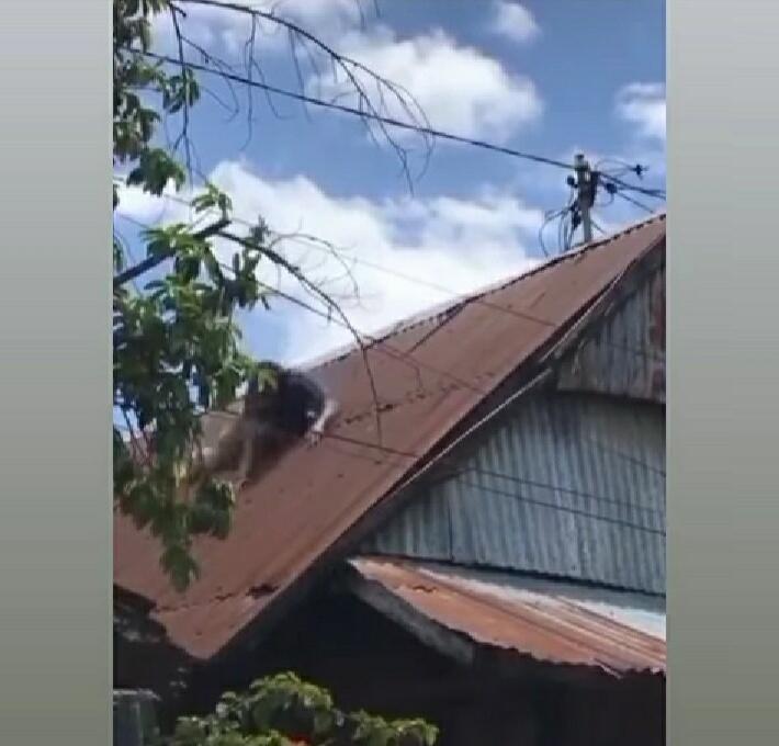 Ngeri, Petugas PLN Kesetrum dan Jatuh Dari Atap Rumah Saat Perbaiki Kabel Listrik!