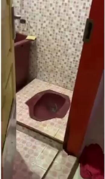 Waspada Bagi Mau Boker Karena Ular Akan Keluar Dari Kloset Kamar Mandi