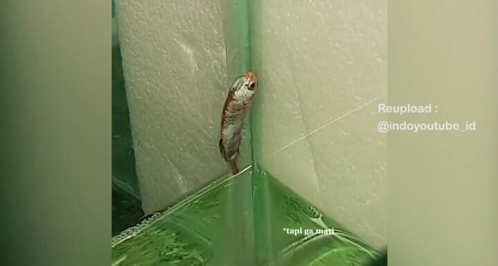 Mendadak Ikan Ini Tak Mau Berada Di Air! Netizen: Mungkin Cupangnya Kesurupan!