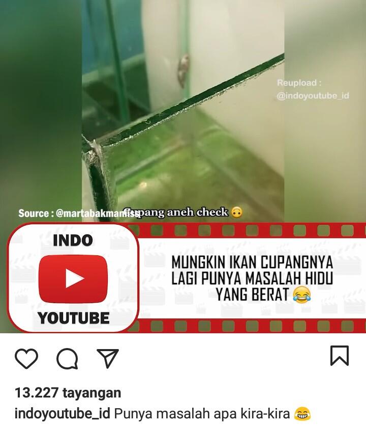Mendadak Ikan Ini Tak Mau Berada Di Air! Netizen: Mungkin Cupangnya Kesurupan!