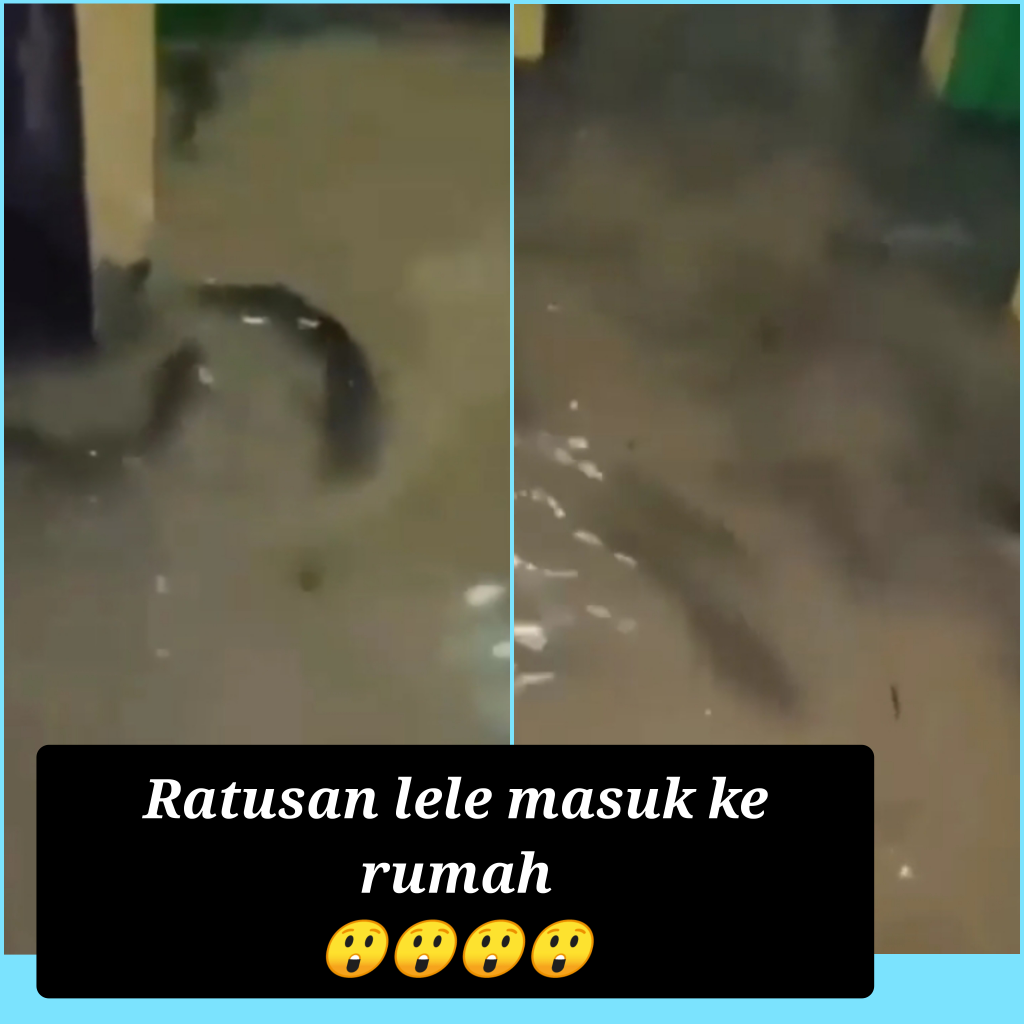 Banjir Membawa Berkah, Rumah Ini Dipenuhi Ikan Lele Berukuran Raksasa