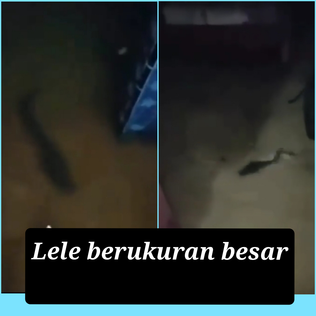 Banjir Membawa Berkah, Rumah Ini Dipenuhi Ikan Lele Berukuran Raksasa