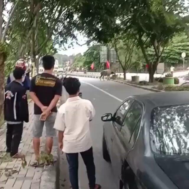 Gokil, Gara-gara Seekor Kerbau Kuasai Jalan, 2Pengendara Mobil Jadi Pembalap Dadakan!