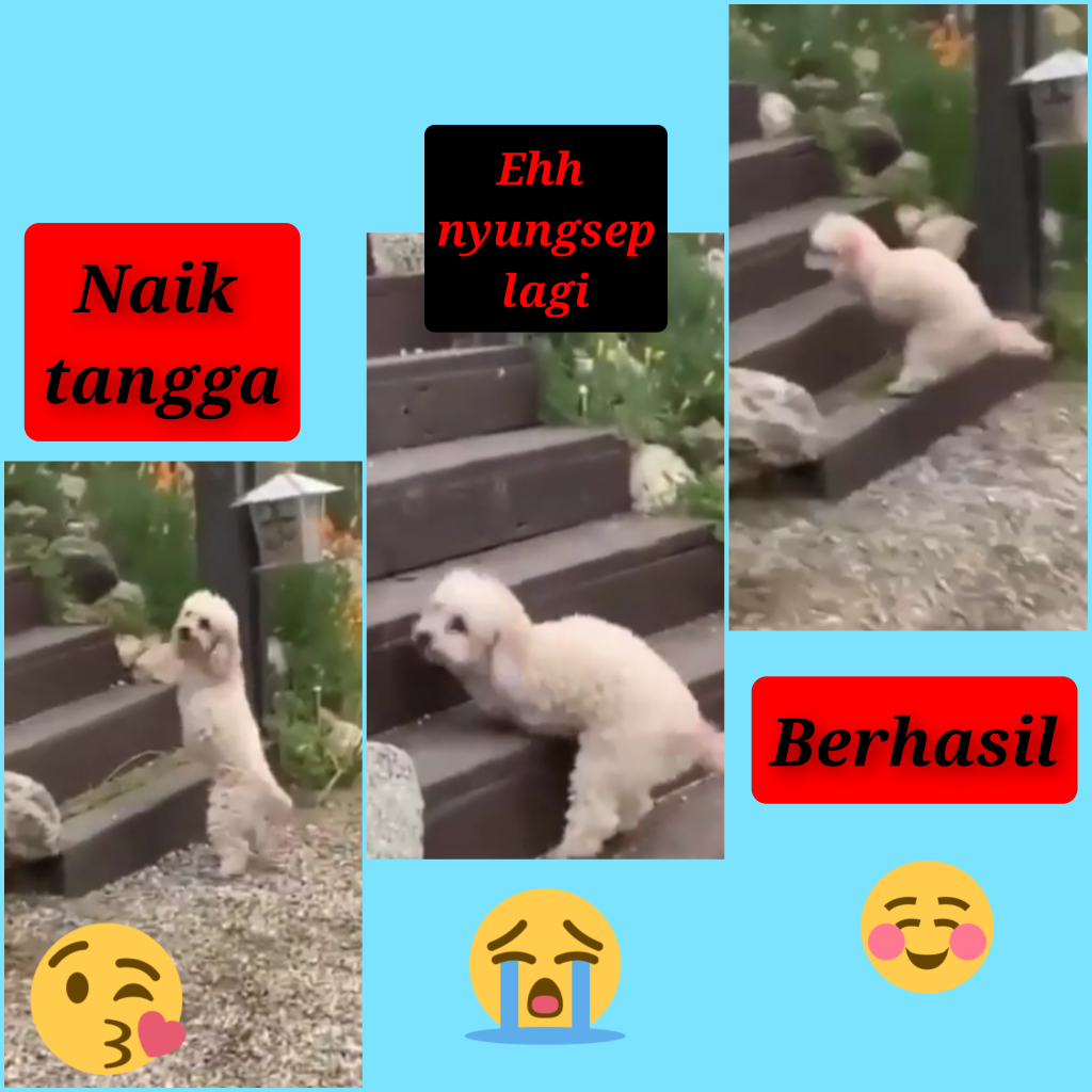 Anjing Ini Tidak Mempunyai Kaki Depan Namun Tetap Riang Gembira Dan Lincah