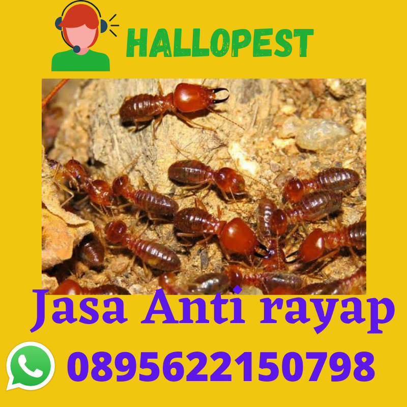 Jasa Basmi Hama