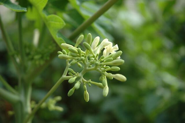 10 Daun Tumbuhan Obat yang Mudah di Temui di Rumah.