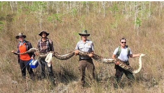 Akibat Jumlah Ular Jenis ini Meningkat, Masyarakat Florida Disuruh Mengonsumsinya! 