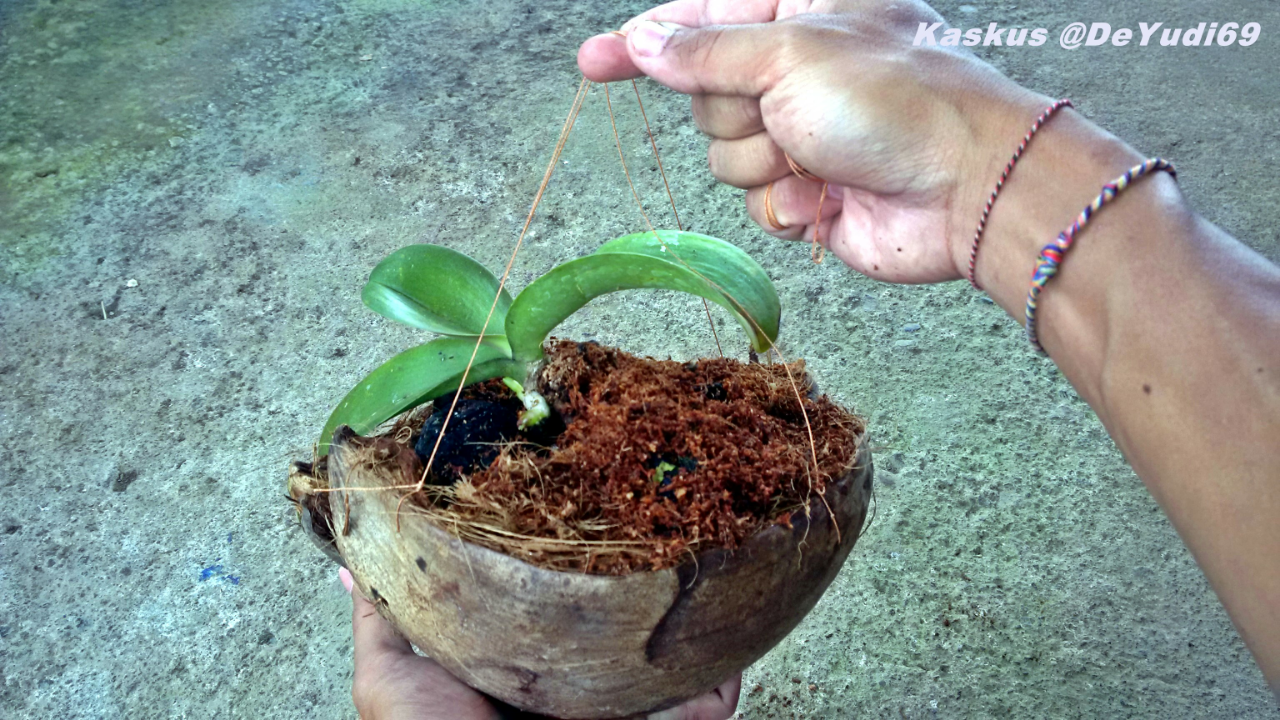 Simpel Cara  Membuat  Pot  Tanaman Bunga Anggrek dari  Sabut  