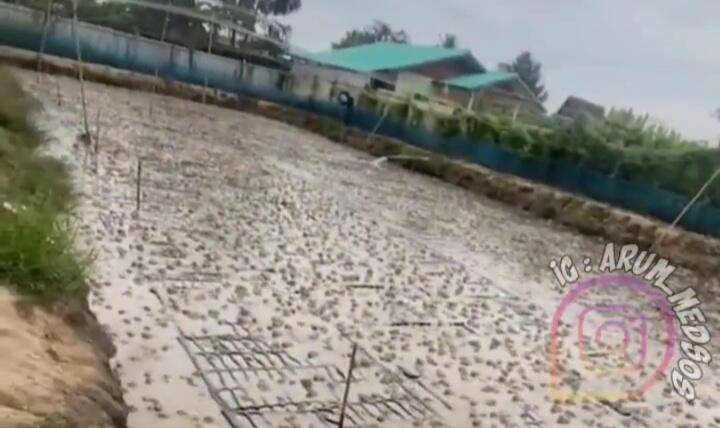 Bikin Geli, Viral Seorang Pria Berendam di Kolam Bersama Jutaan Kodok! Gak Takut Ya?