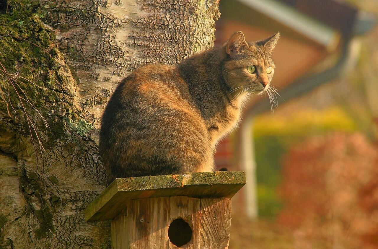 Kenapa kucing wajib kita pelihara? Lihat 3 alasan penting ini!!