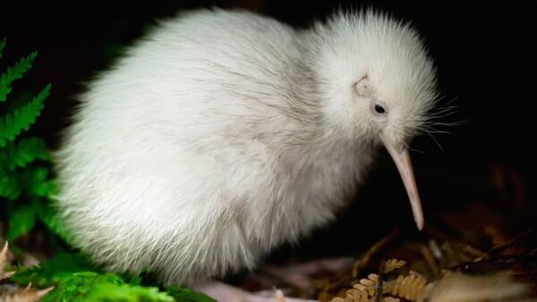 Manukura, Kiwi Putih Langka yang Menginspirasi Buku Anak-anak Akhirnya Mati