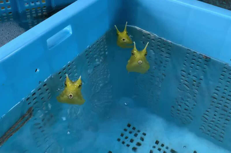 Satu Lagi Hewan Laut Unik Dan Menggemaskan Mirip Mutan Dari Pikachu