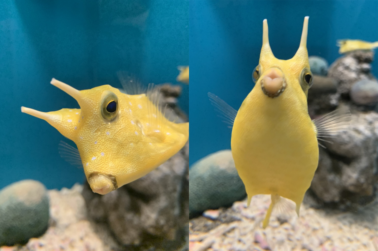 Satu Lagi Hewan Laut Unik Dan Menggemaskan Mirip Mutan Dari Pikachu