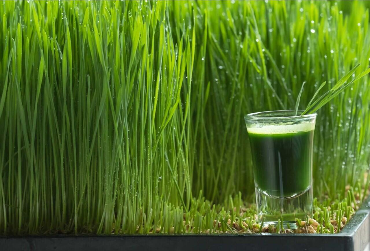 Manfaat Wheatgrass yang Jarang-jarang Ditemui