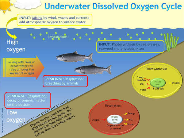 Bila Lautan Tidak Ada Oksigen Apa Yang Akan Terjadi? 