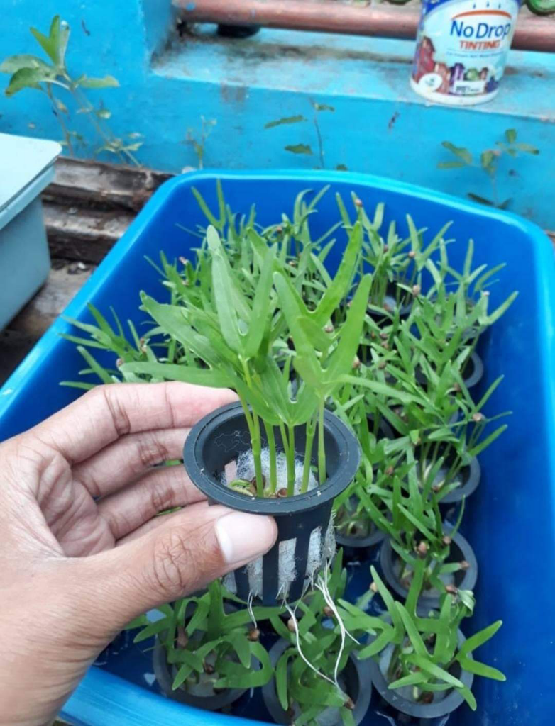 Berbagai Cara Menyemai Kangkung dengan Mudah Bisa Dilakukan Sendiri