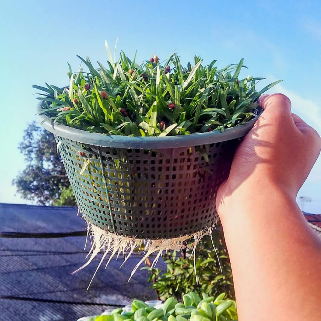 Berbagai Cara Menyemai Kangkung dengan Mudah Bisa Dilakukan Sendiri