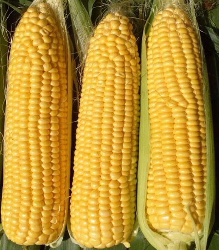 Bosan Dengan Olahan Jagung Yang Biasa Saja? Yuk! Cobain Cake Jagung Kukus
