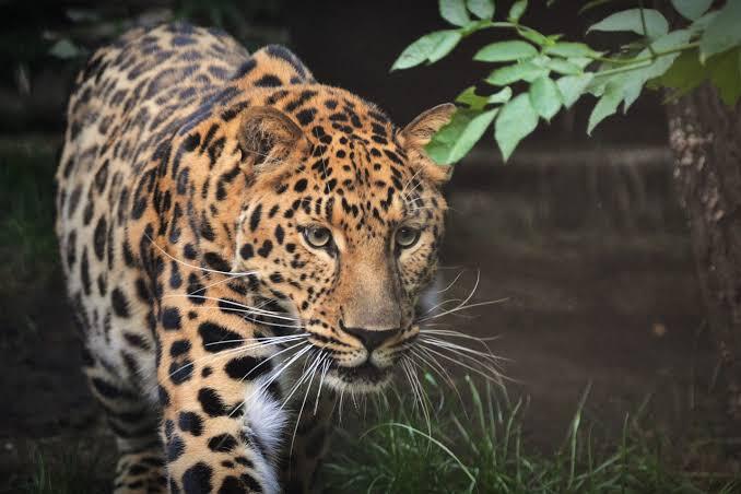 Singa Bukan Pelari Tercepat Di Anggota Kucing Besar