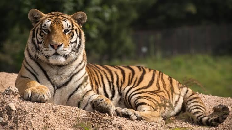 Singa Bukan Pelari Tercepat Di Anggota Kucing Besar