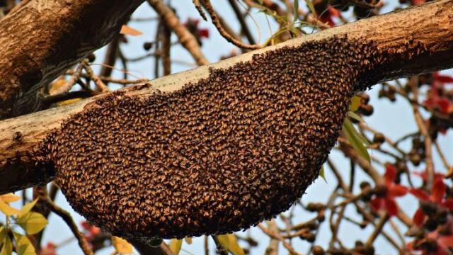 Pengalaman Iseng Gangguin Tawon Di Pohon Akhirnya Dikejar Dan Disengat