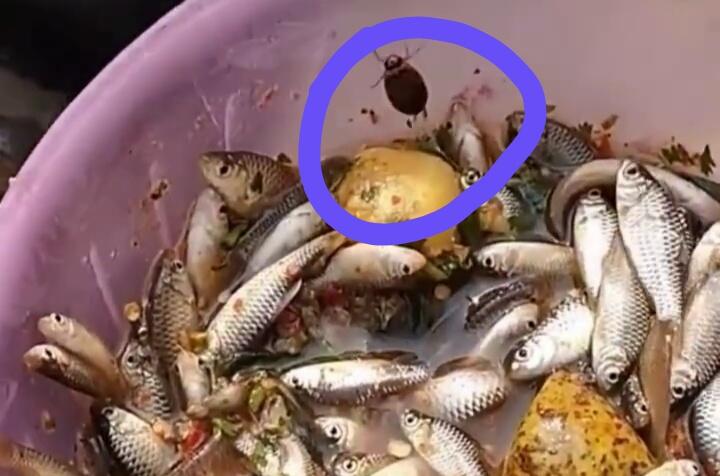 Menjijikan, Viral Seorang Pria Makan Ikan Mentah Bercampur Kecoa Hidup! Kok Doyan Ya?