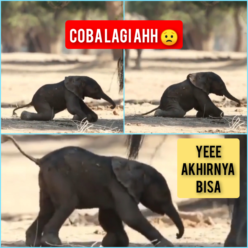 Sungguh Menggemaskan Melihat Bayi Gajah Ini Belajar Berdiri Dan Berjalan