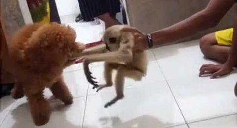 Kasus Adu Owa dengan Anjing Ditangani Propam, Ini Kata Kapolres Pelalawan