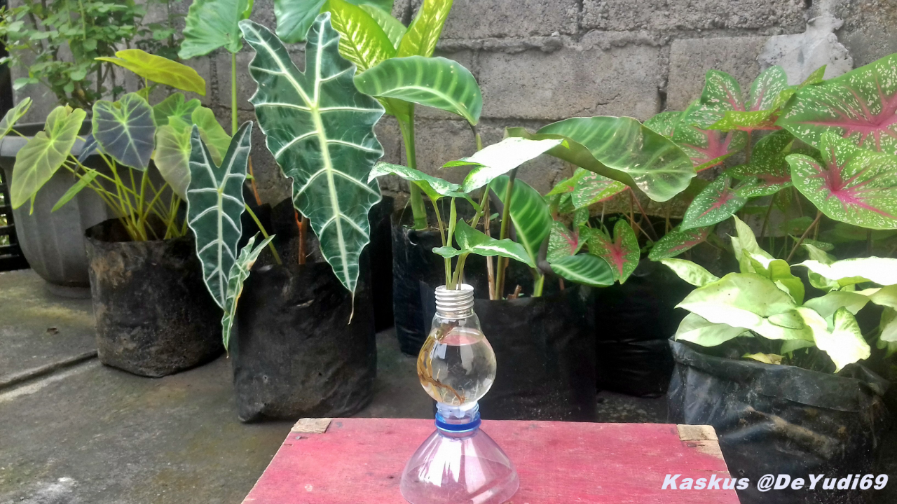 Kreasikan Tanaman Keladi Hiasmu dengan Pot dari Bola Lampu Bekas Gan!