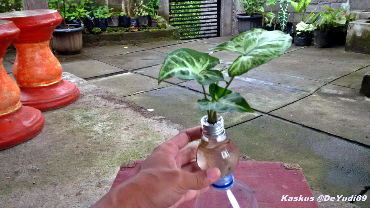 Kreasikan Tanaman Keladi Hiasmu dengan Pot dari Bola Lampu Bekas Gan!