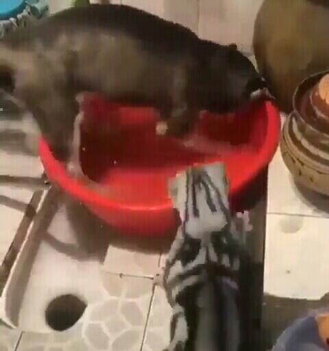 Antara Lucu Dan Kasian, Anjing Ini Tak Berkutik Setelah Dimarahi Seekor Kucing!