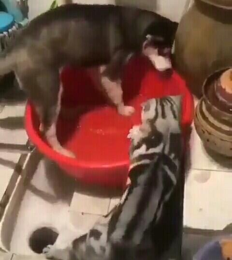 Antara Lucu Dan Kasian, Anjing Ini Tak Berkutik Setelah Dimarahi Seekor Kucing!