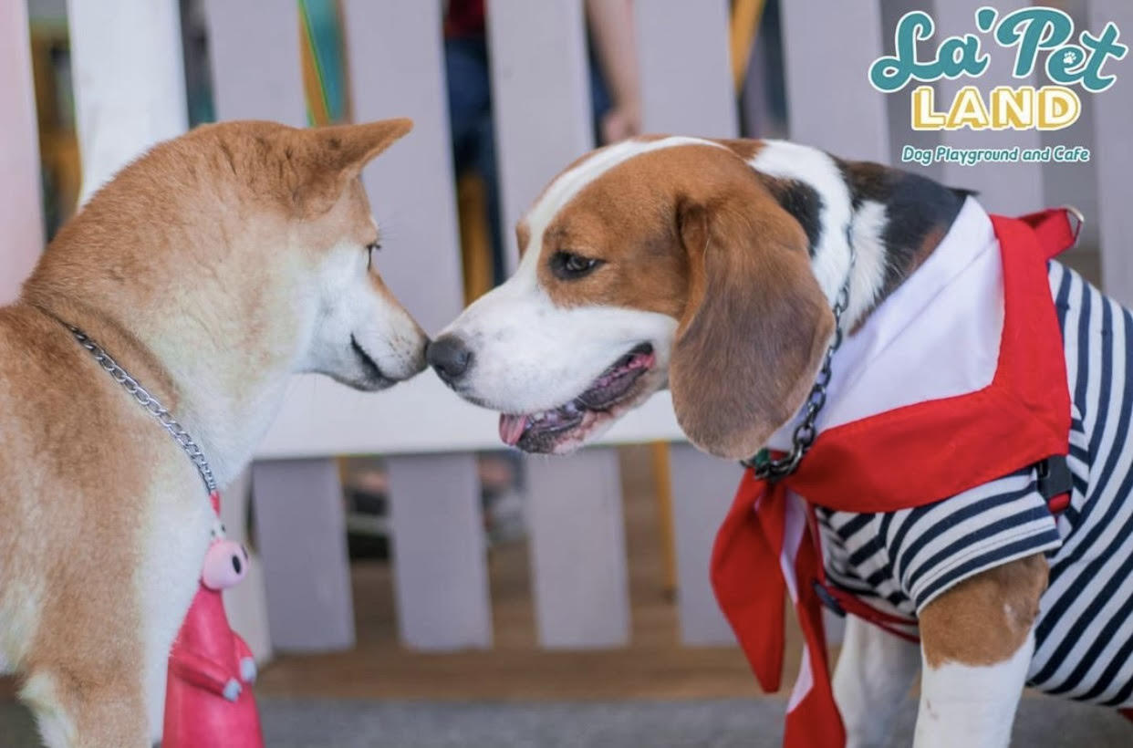 Pet Friendly Cafes in Surabaya
