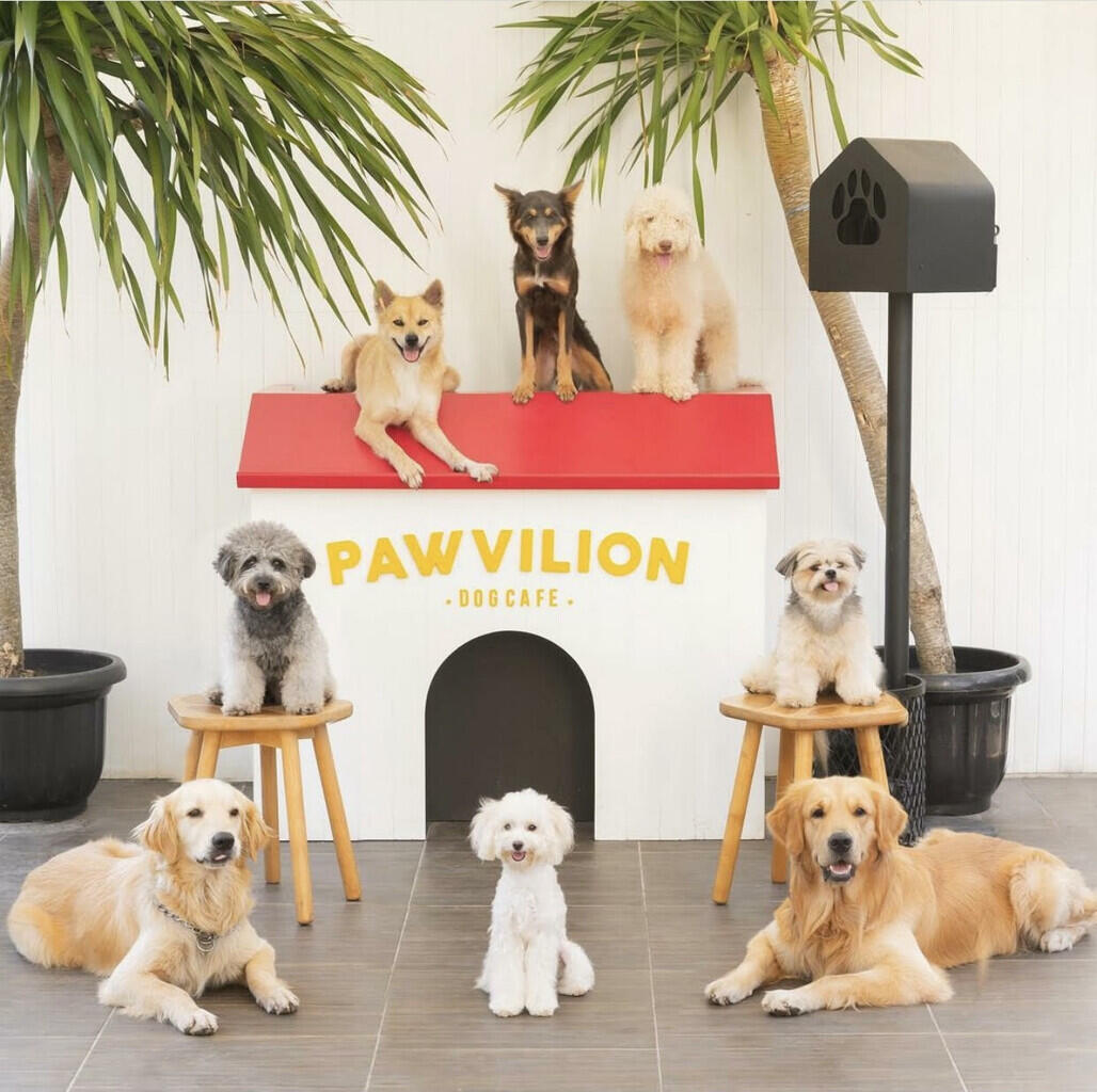 Pet Friendly Cafes in Surabaya