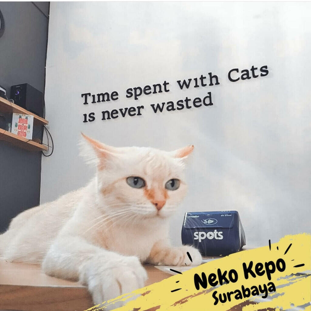 Pet Friendly Cafes in Surabaya