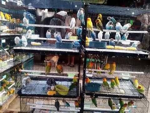 Bisnis Makanan Burung Kicau,Unggas ,Ikan (Poultry Shop), Solusi Kaya Di Masa Pandemi