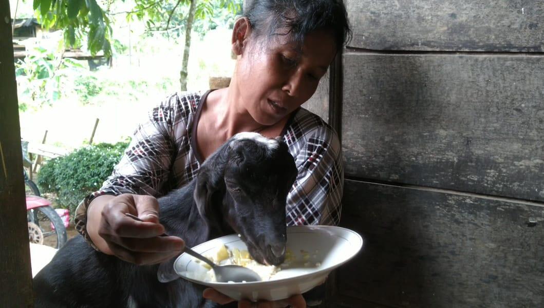 Kenalin Nih, Embul Atim Si Kambing yang Hobi Makan Nasi dan Dirawat Seperti Anak Bayi