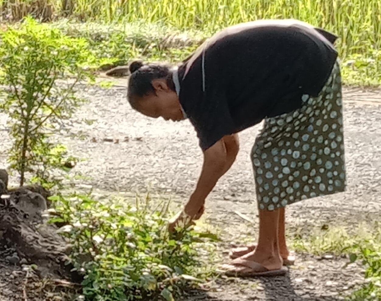 Memberdayakan Pekarangan Untuk Ketahanan Swasembada Sayuran di Rumah, Caranya Mudah!