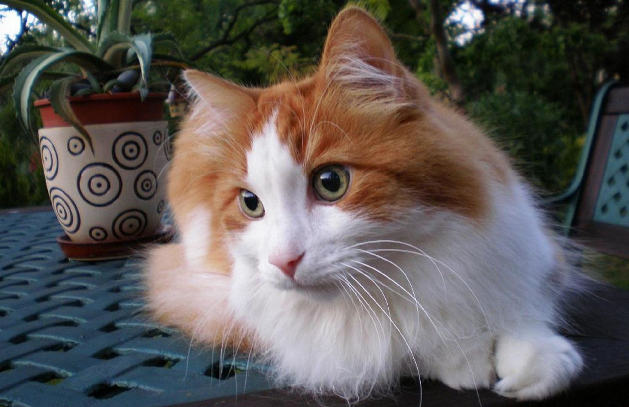 Kucing Gak Punya Akhlak,Daun Bunga Mahal Ini Dijadikan Cemilan