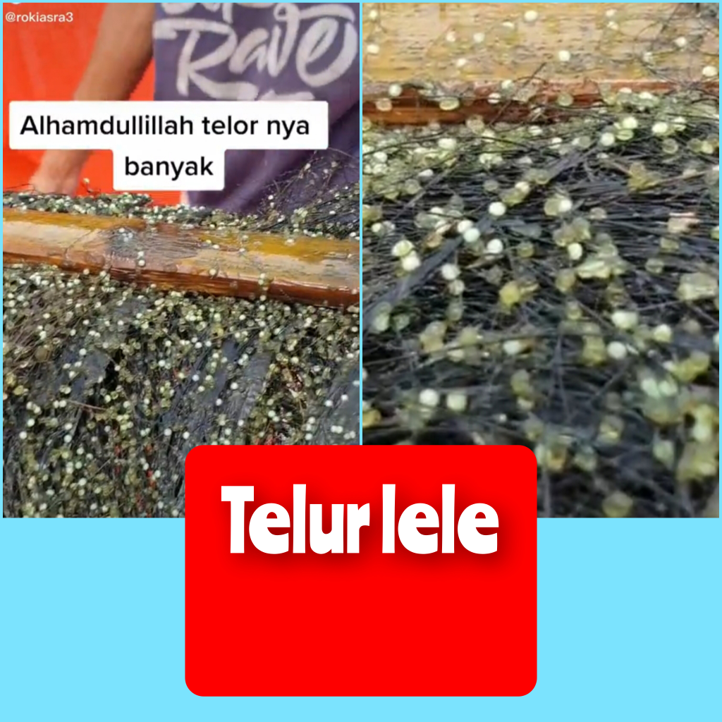 Bikin Geli.. Ternyata Begini Penampakan Telur Lele.. Mirip Kutu Di Rambut