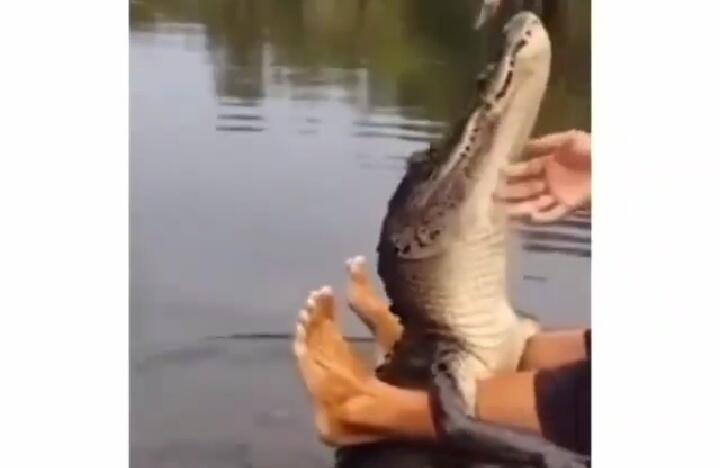 Heboh, Video Seekor Buaya Muara Besar Minta Makan Disuapin! Mirip Siapa Nih Manjanya?