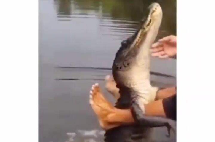 Heboh, Video Seekor Buaya Muara Besar Minta Makan Disuapin! Mirip Siapa Nih Manjanya?