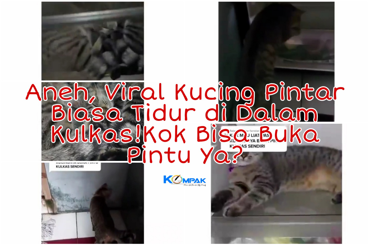 Gokils, Viral Video Kucing Pintar Terbiasa Tidur di Dalam Kulkas! Kok Bisa Masuk Ya?