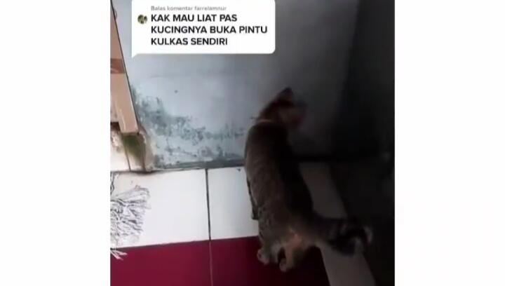 Gokils, Viral Video Kucing Pintar Terbiasa Tidur di Dalam Kulkas! Kok Bisa Masuk Ya?