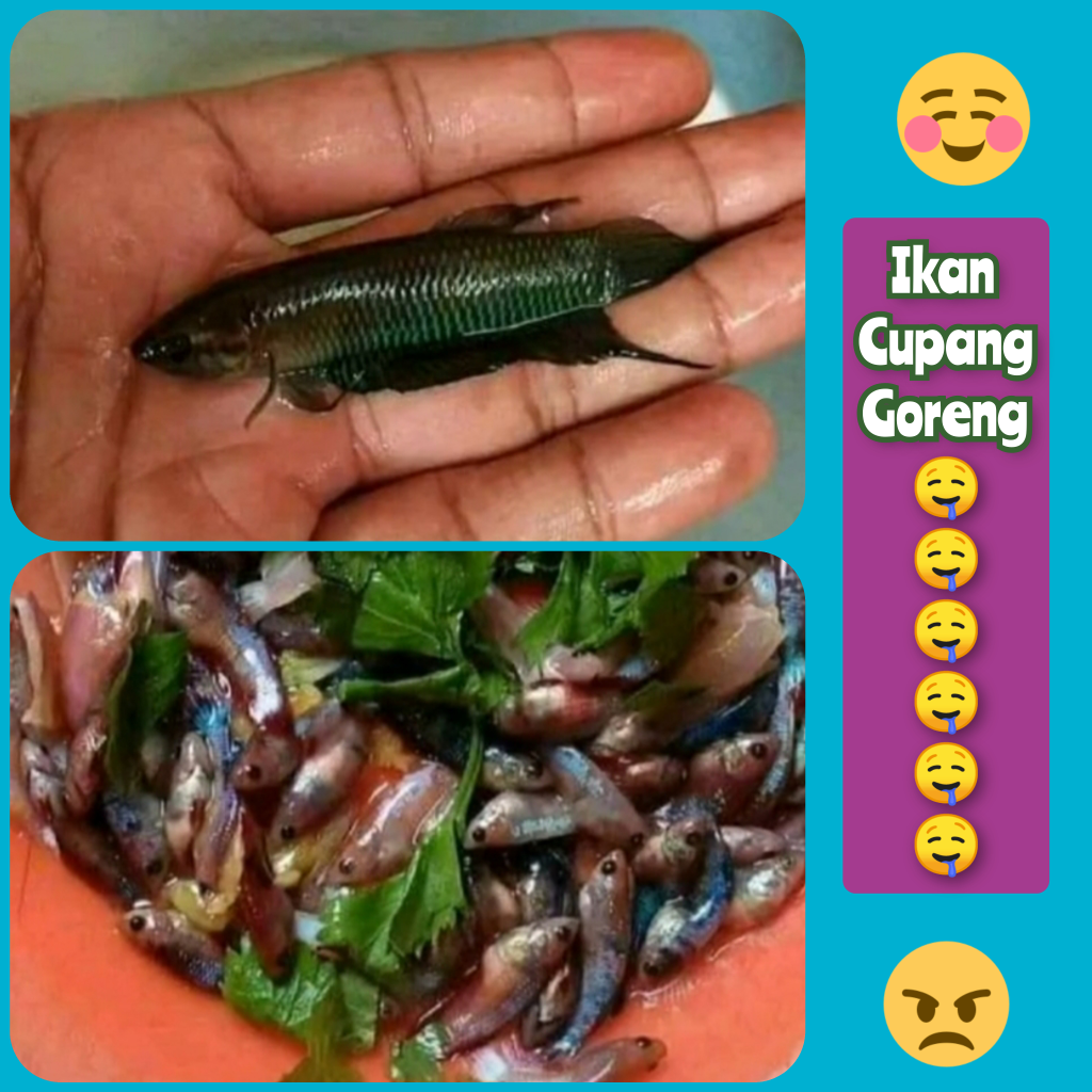 Pecinta Ikan Cupang Nangis Bombay Melihat Kelakuan Orang Ini,Tapi Kok Enak Ya?