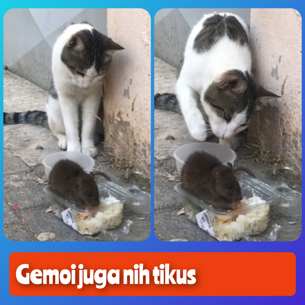 Harga Diri Kucing Ini Hancur Lebur Di Depan Tikus, Sedih Melihatnya Tapi Lucu