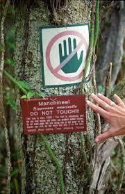 Gan! Kalau Ketemu Pohon Ini, Jangan Dipakai Berteduh, Pokoknya Kabur Aja!!