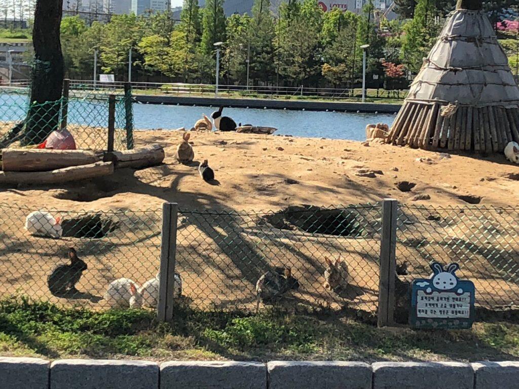 'Pulau Kelinci' di Songdo, Korea Selatan yang Kini Jadi Neraka Bagi Para Kelinci