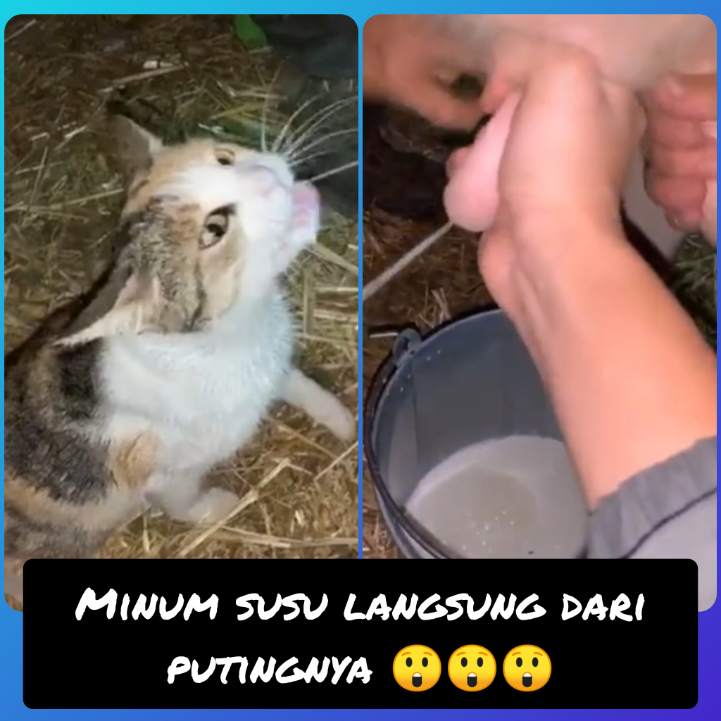 Unik Dan Langka,Kucing Dan Anjing Ini Rebutan Minum Susu Langsung Dari Puting Sapi